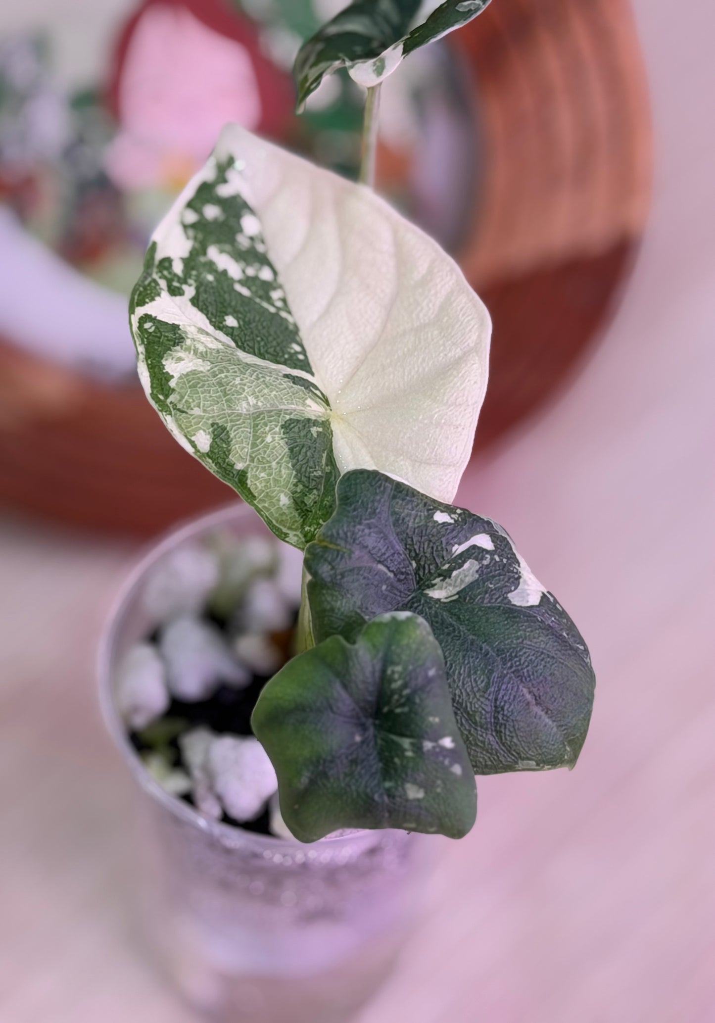 Alocasia Melo Albo C4