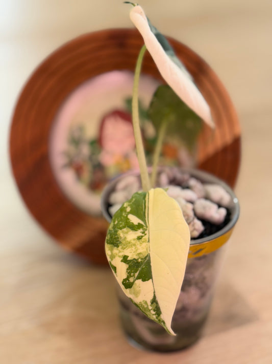 Alocasia Maharanii Albo