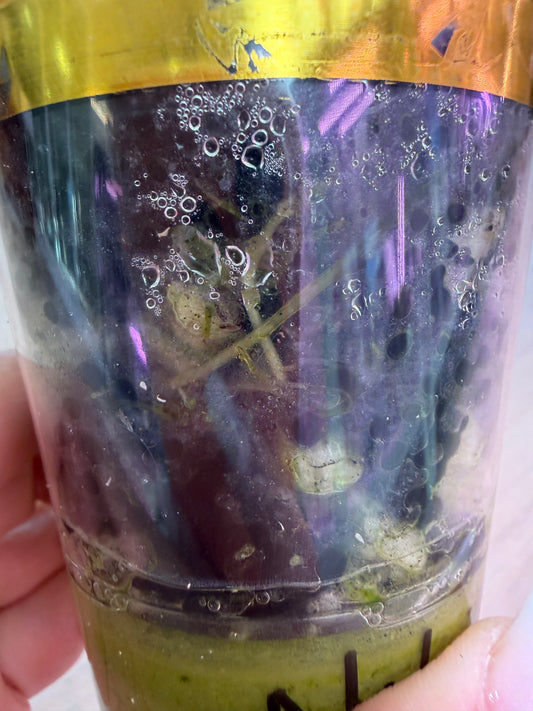 Alocasia Nobilis K Version