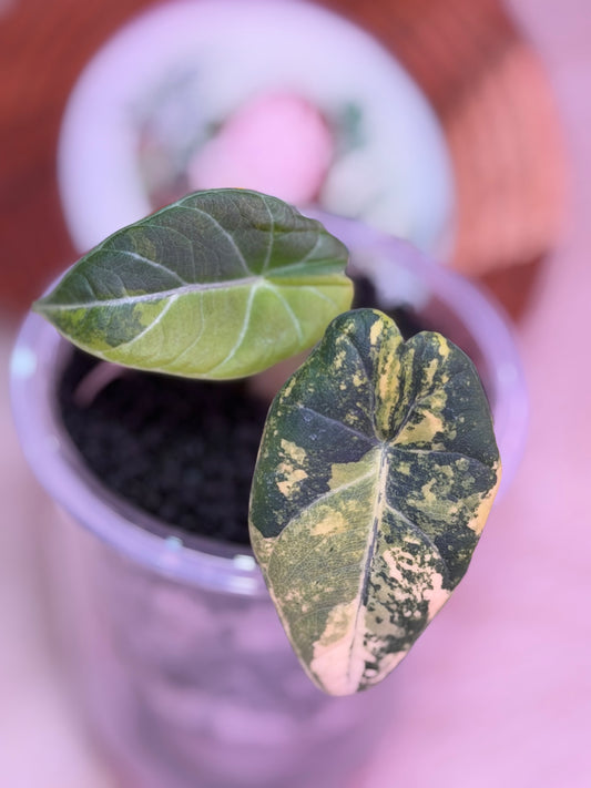 Alocasia Maharanii Golden Lime N1