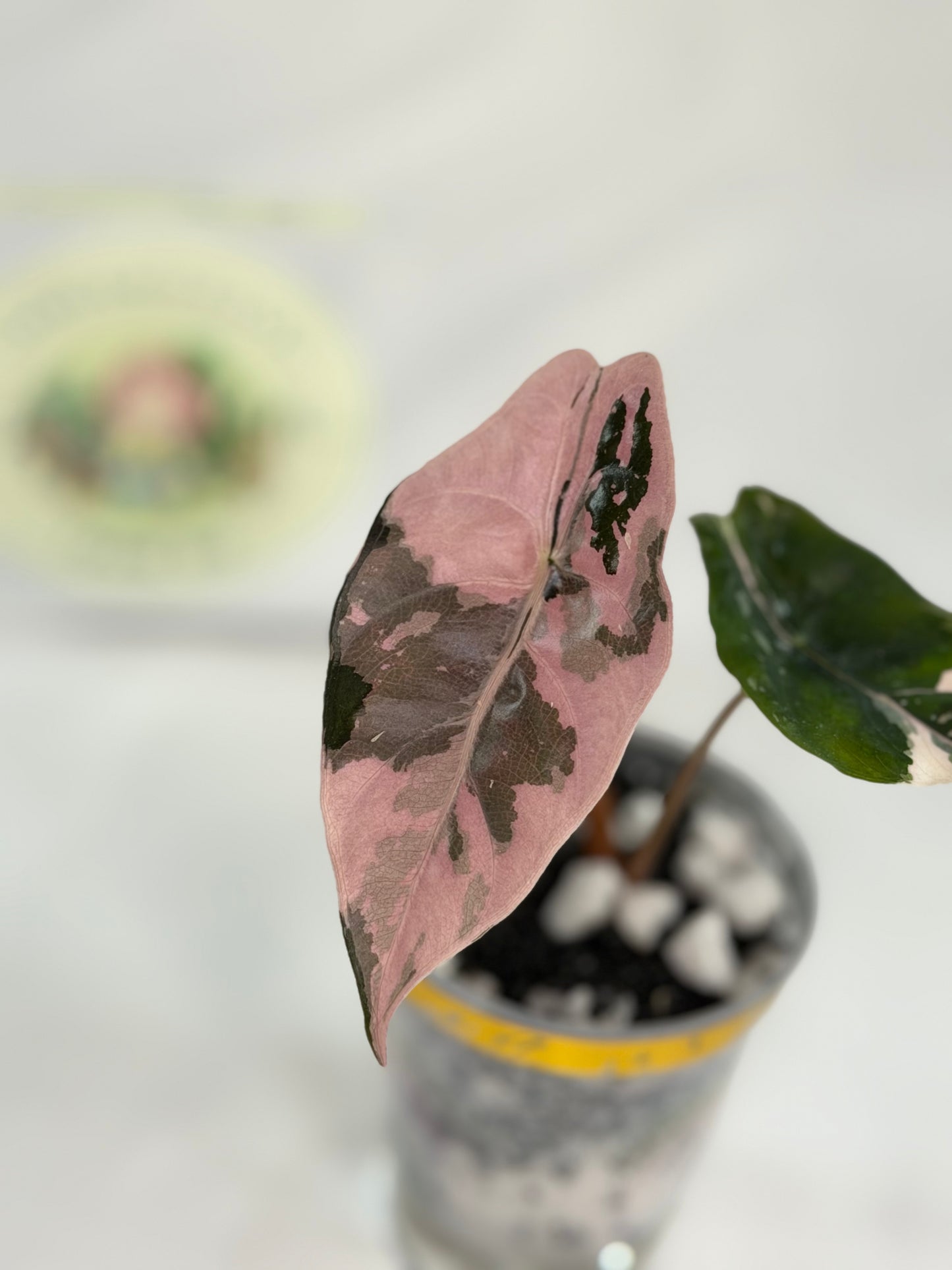 Alocasia Chantrieri Pink #1