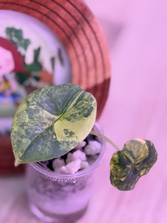 Alocasia Nebula Aurea Number 2