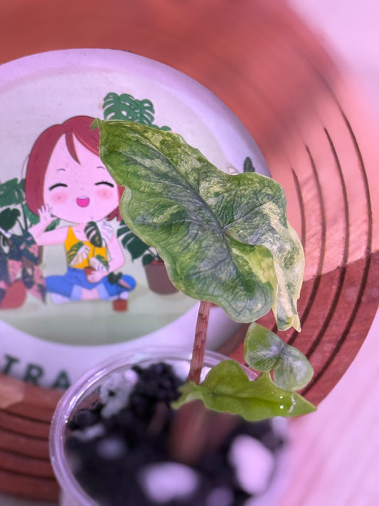 Alocasia Jacklyn Mystic Number 6