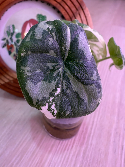 Alocasia Melo Albo Number 7