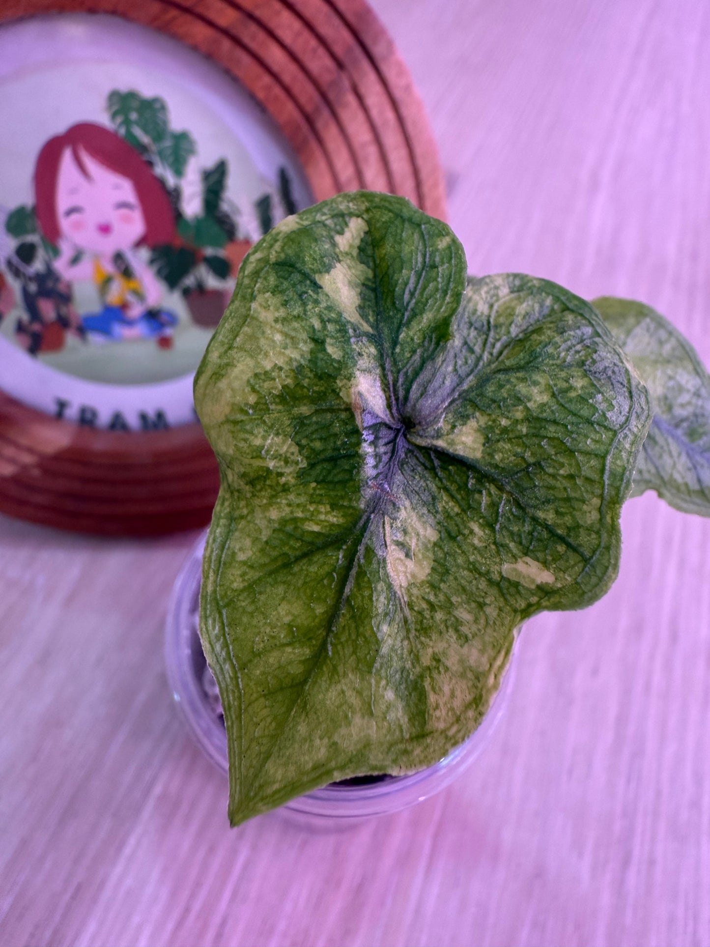 Alocasia Jacklyn Mystic Number 2