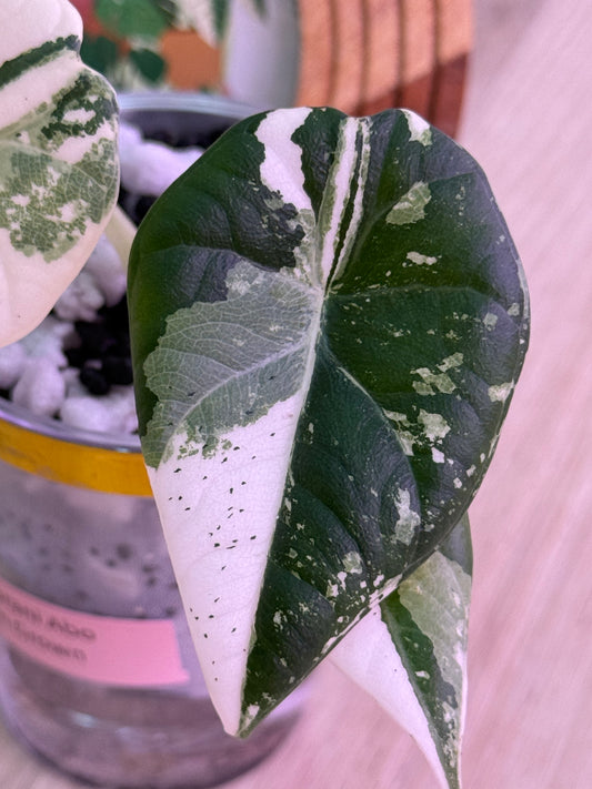 Alocasia Maharanii Albo