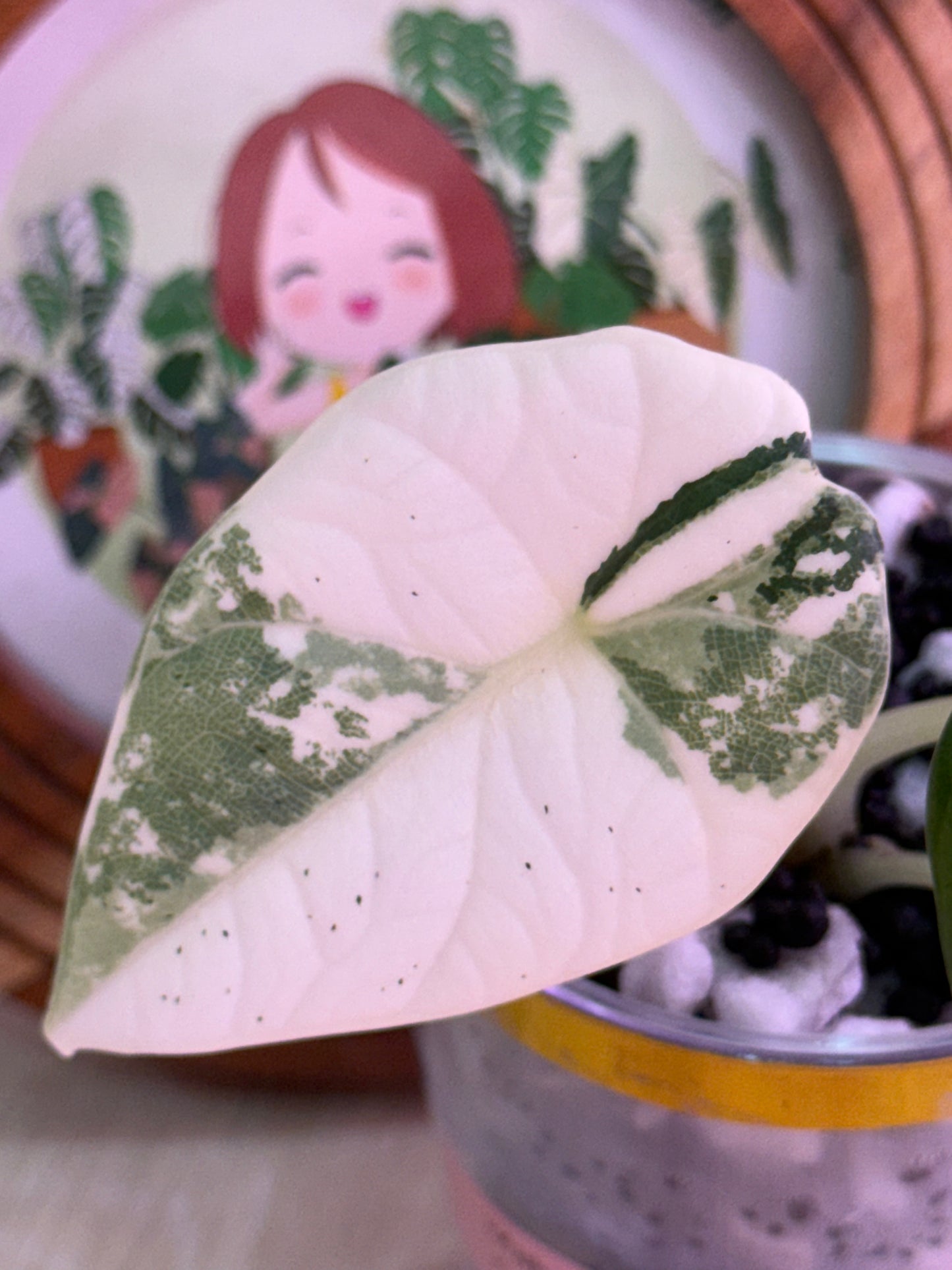 Alocasia Maharanii Albo