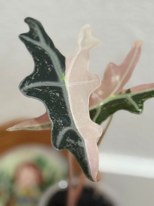 Alocasia Nobilis ‘K’ Version