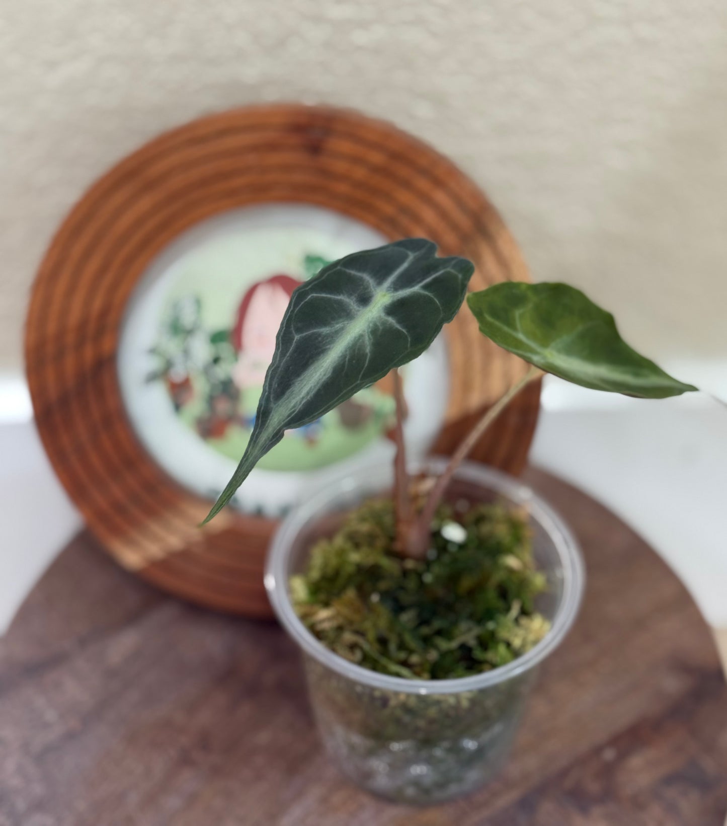 Alocasia Venom