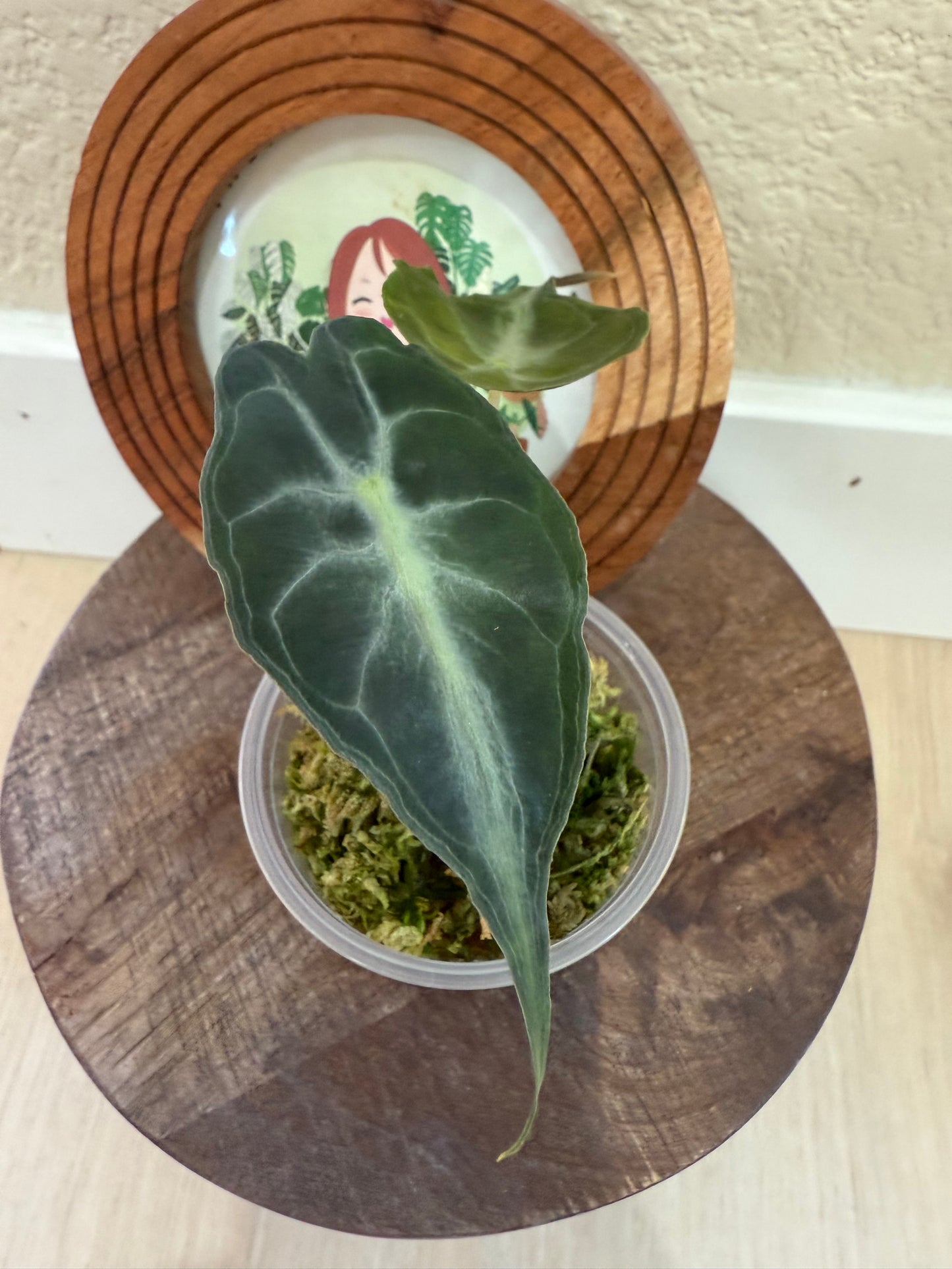 Alocasia Venom