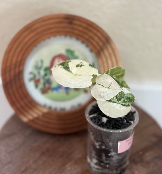 Alocasia Platinum Albo