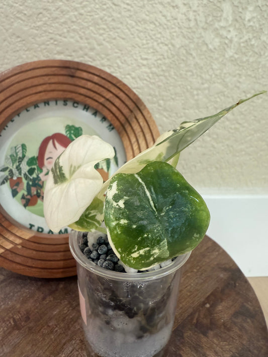 Alocasia Platinum Albo