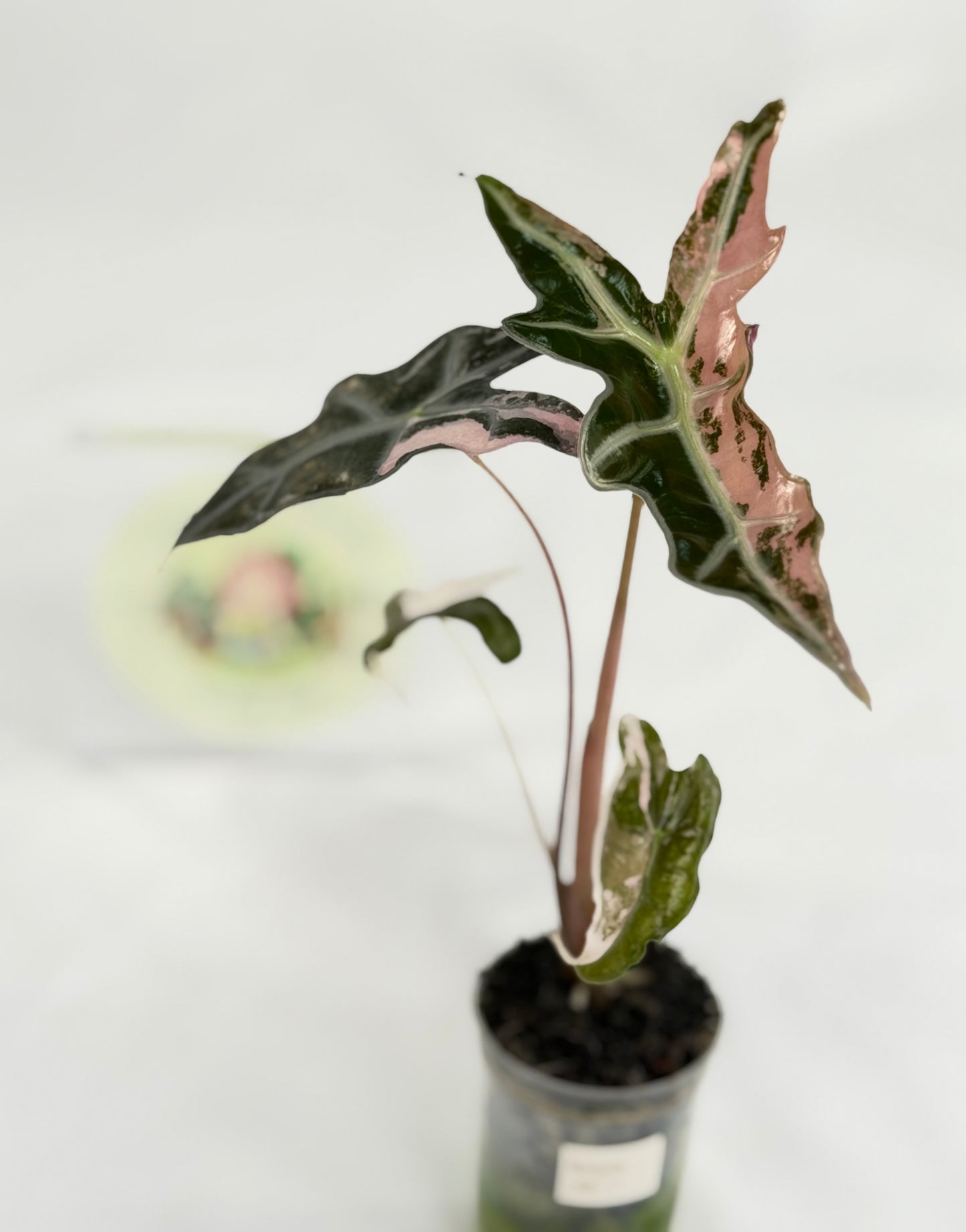 Alocasia Nobilis K #6