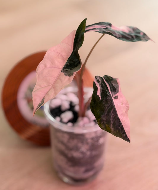 Alocasia Chantrieri Pink