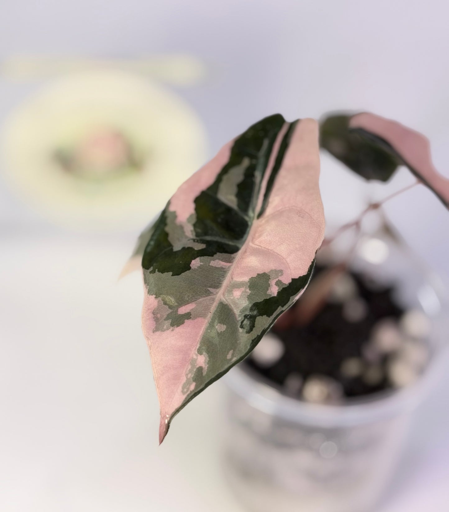 Alocasia Chantrieri Pink