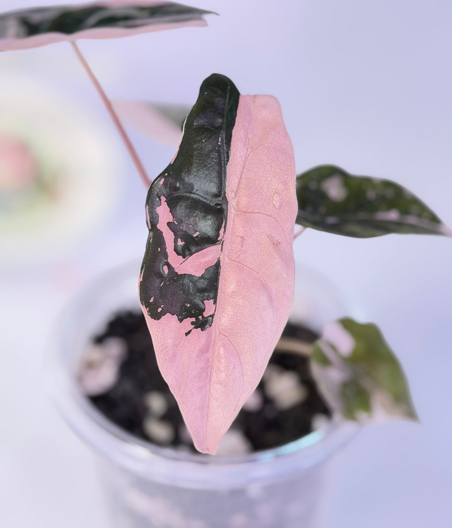 Alocasia Chantrieri Pink