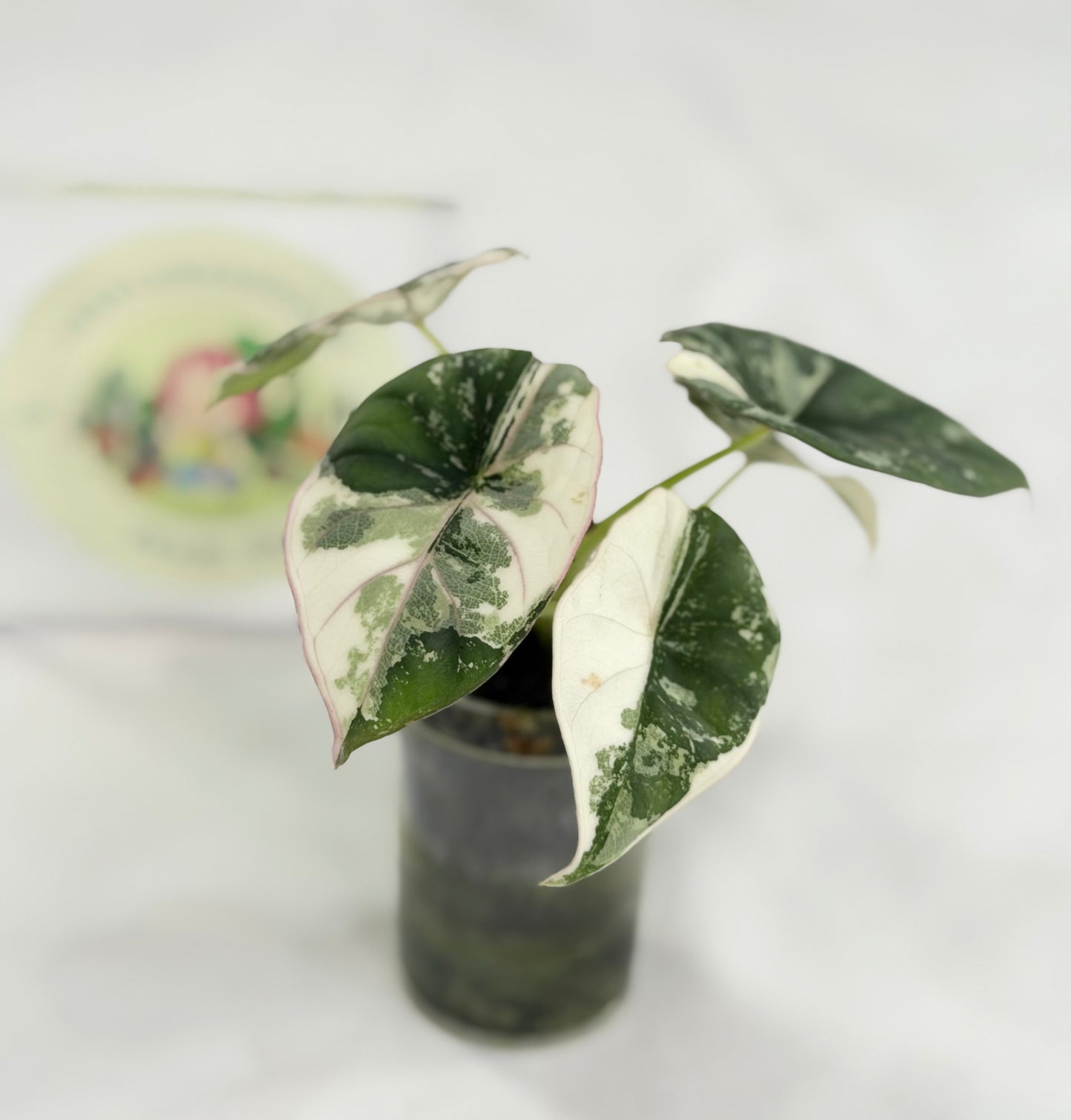 Alocasia Nebula Albo #A3