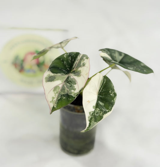 Alocasia Nebula Albo #A3