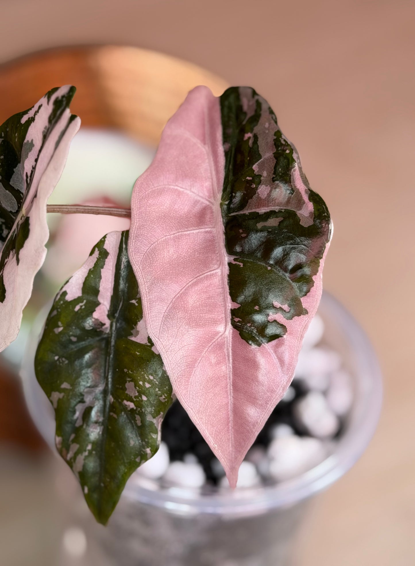 Alocasia Chantrieri Pink N1