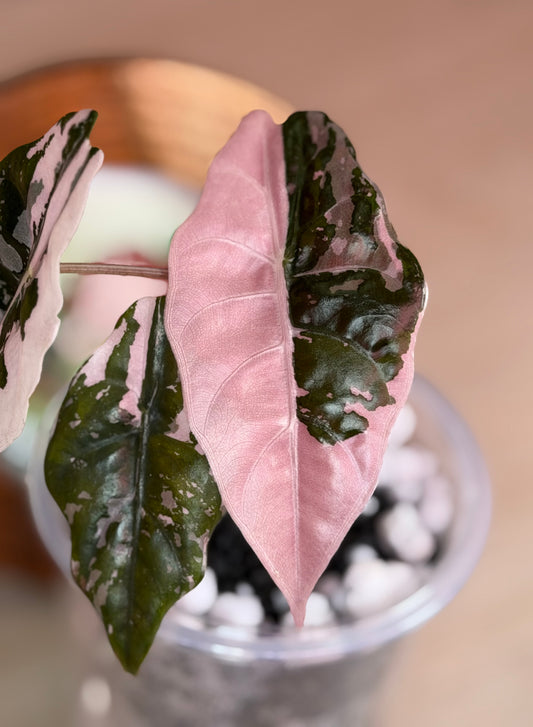 Alocasia Chantrieri Pink N1