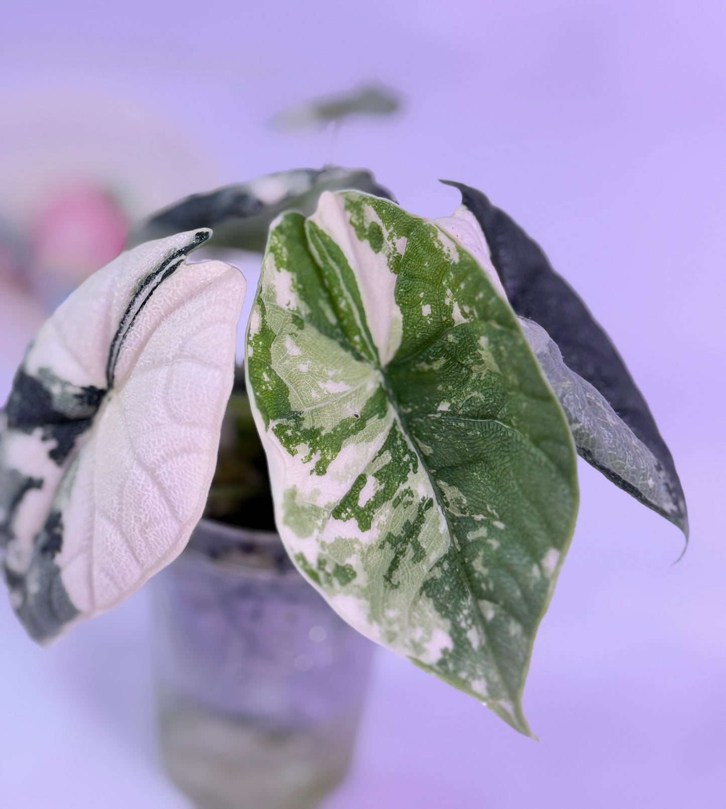 Alocasia Melo Albo C1