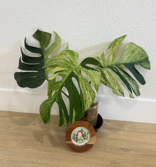 Monstera Mint