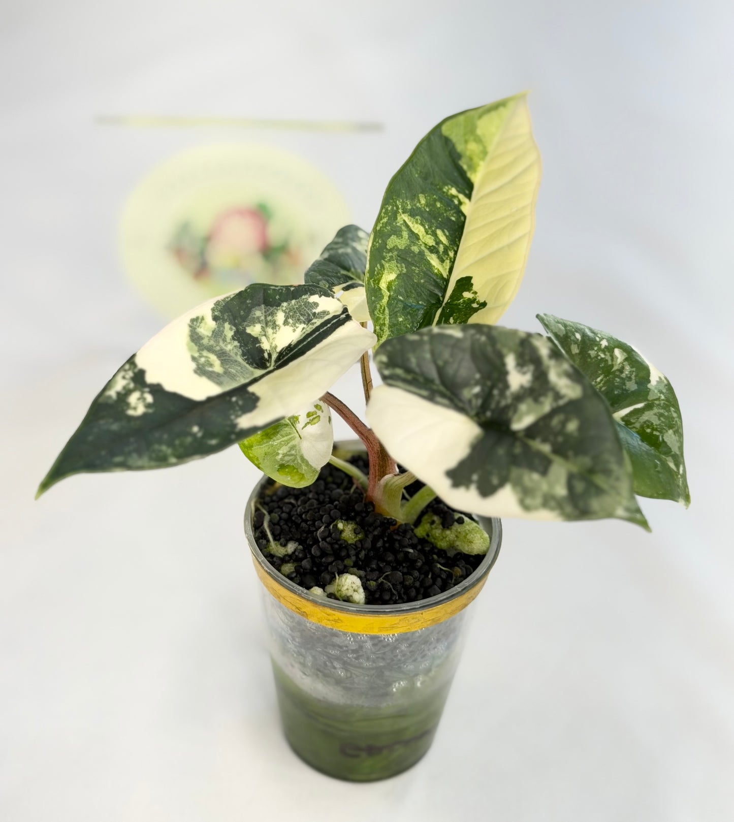 Alocasia Platinum Albo #6