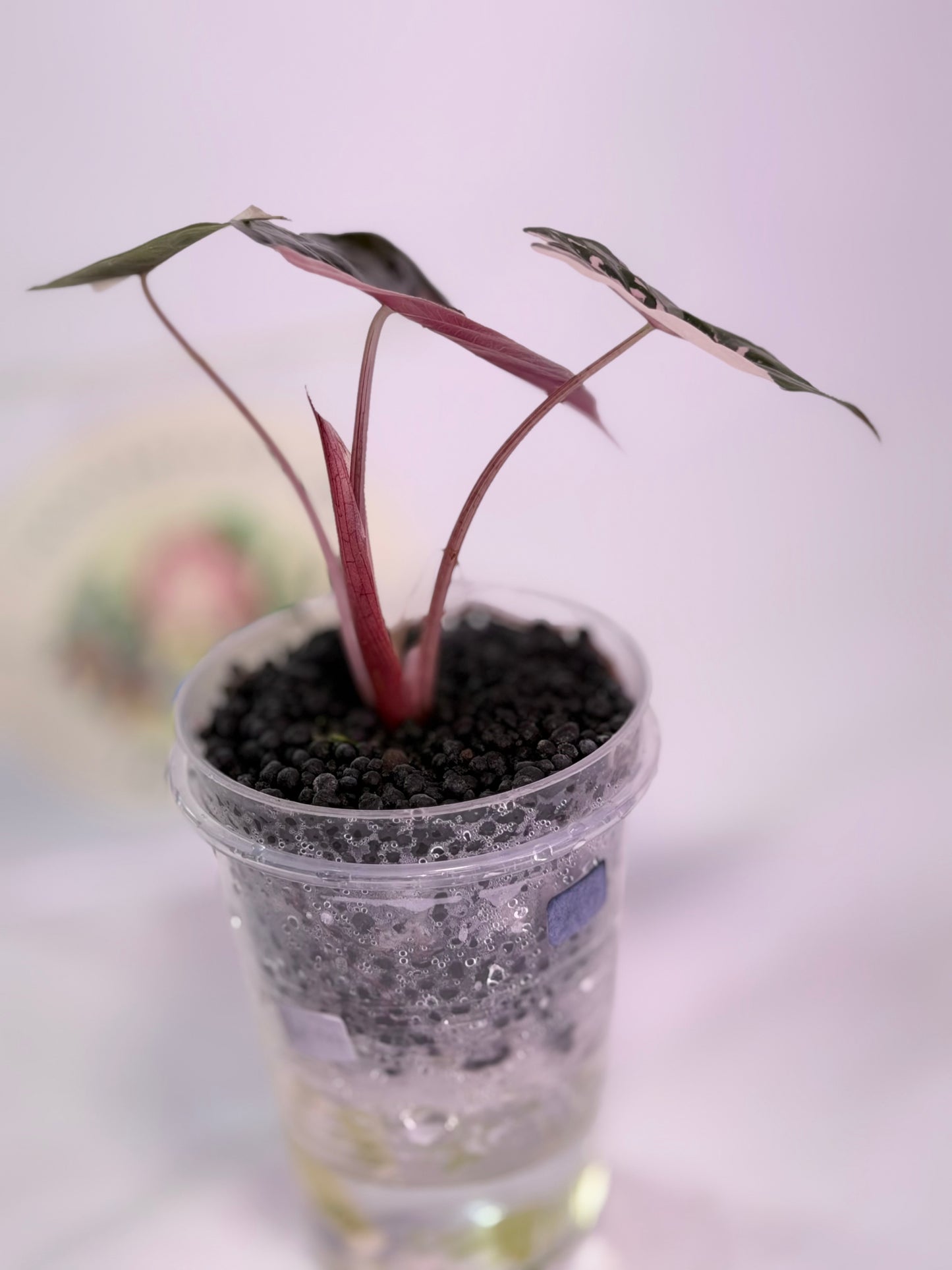 Alocasia Chantrieri Pink