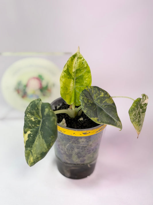 Maharanii Golden Lime