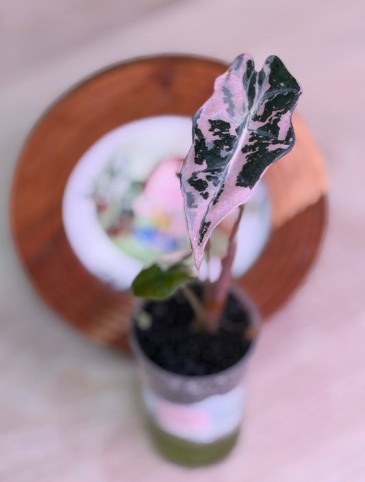 Alocasia Nobilis K Version N3
