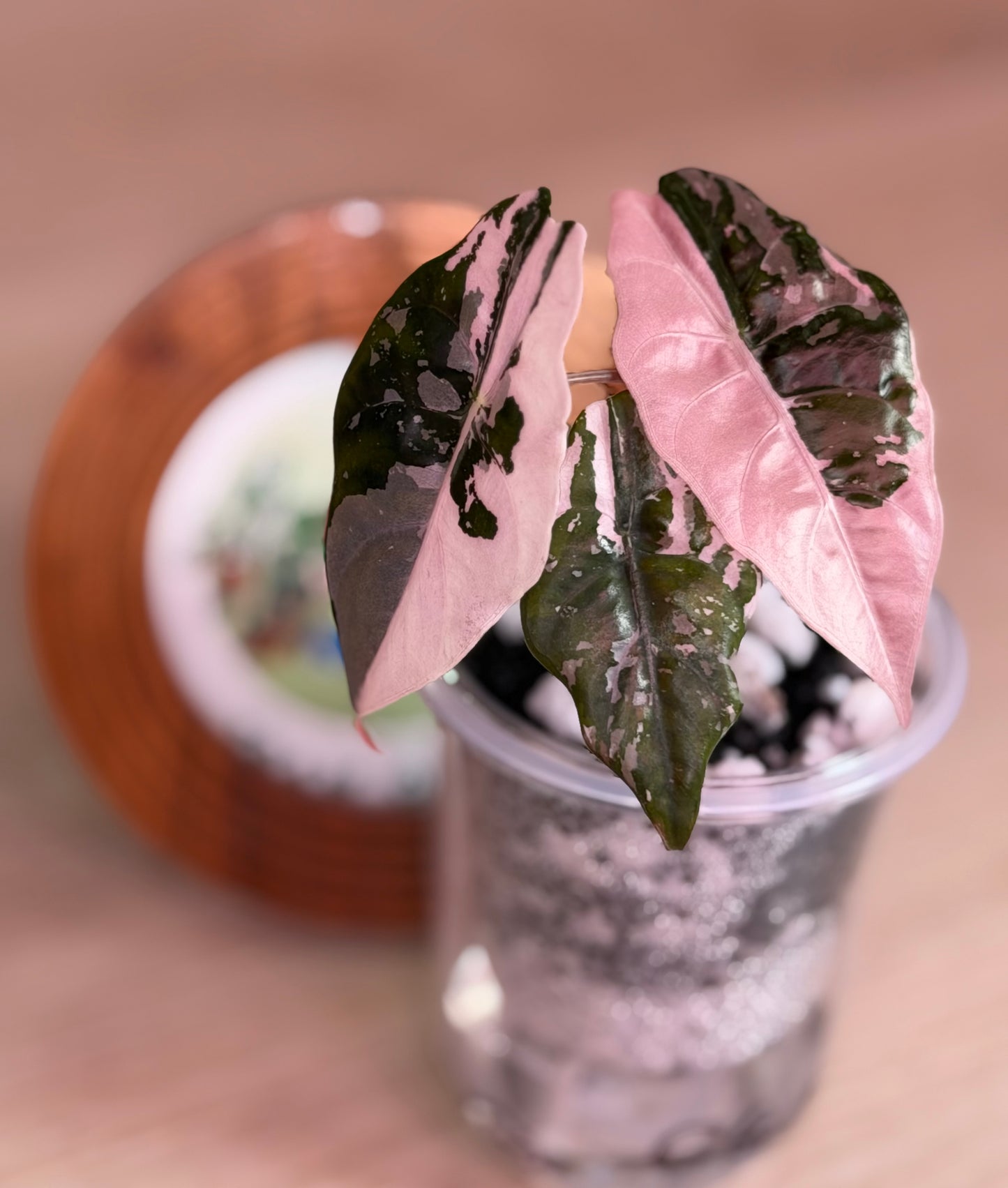 Alocasia Chantrieri Pink N1