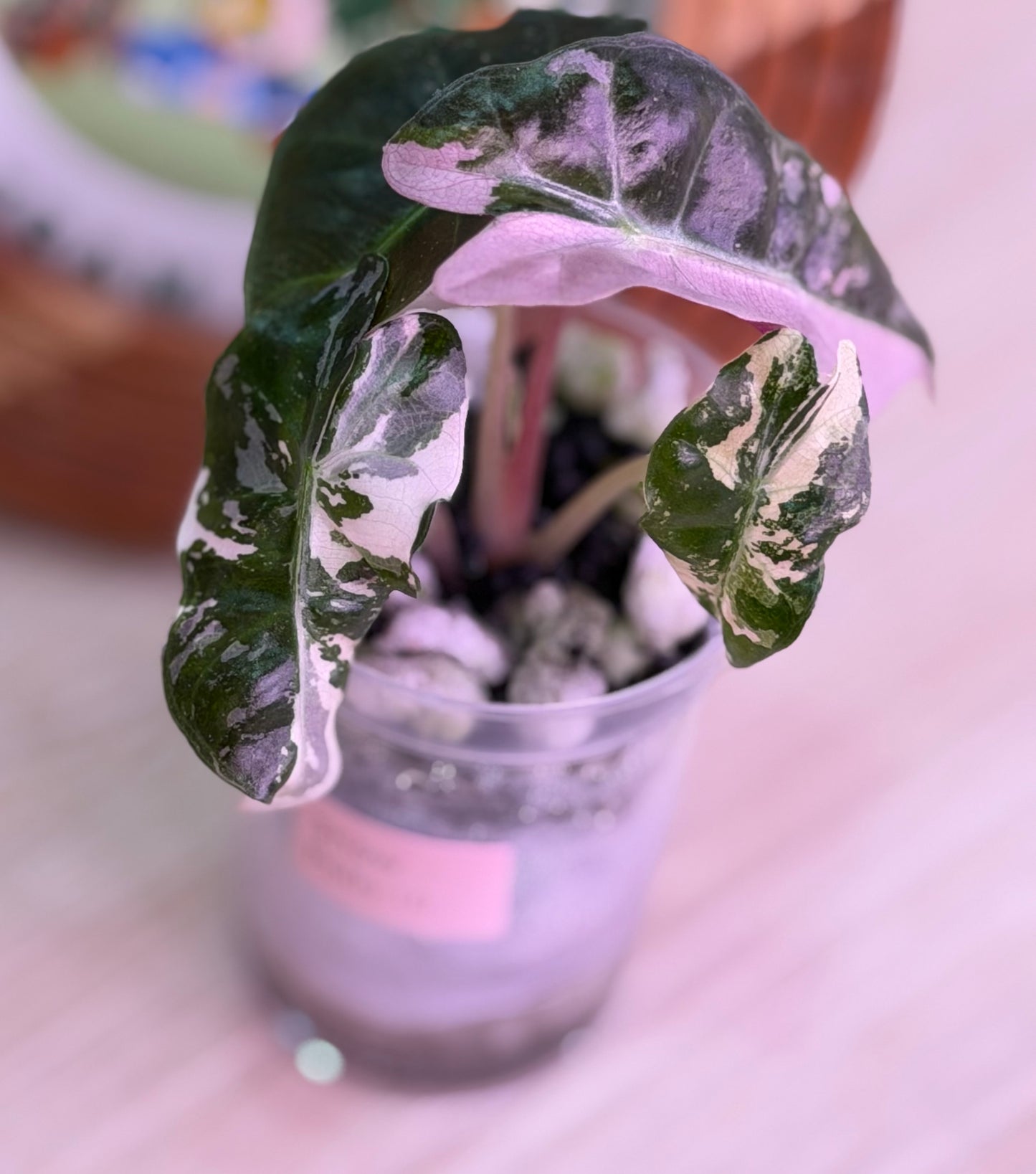 Alocasia Snow Polly (Pink Polly) Number 10