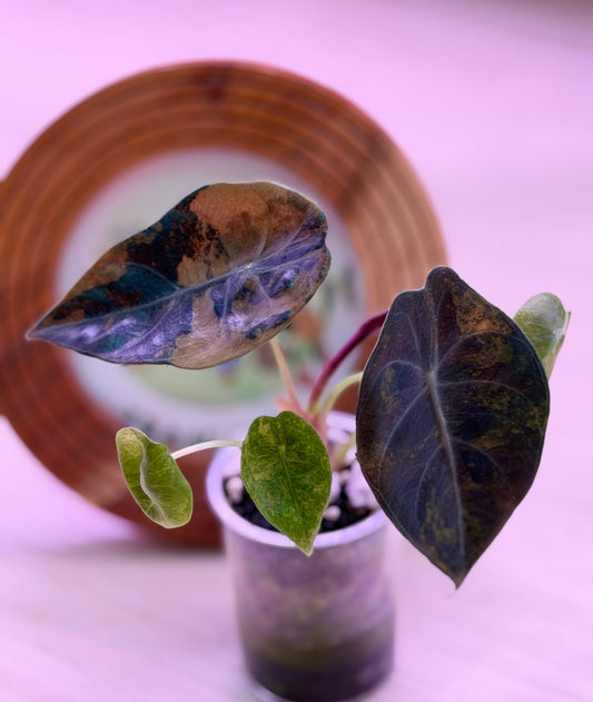 Alocasia Sedenii Aurea A2