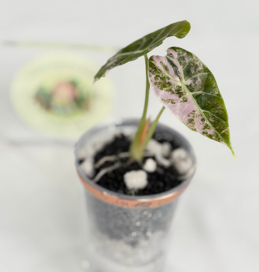 Alocasia Watsoniana True Pink #1