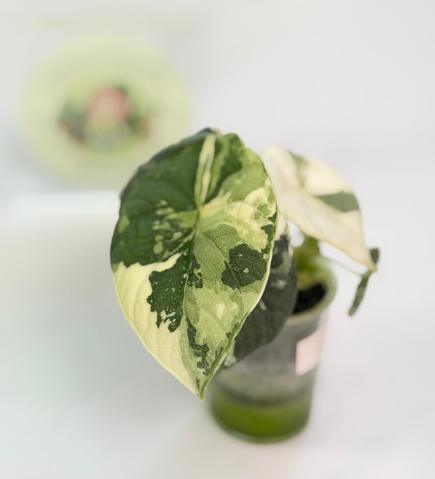 Alocasia Melo Albo B3