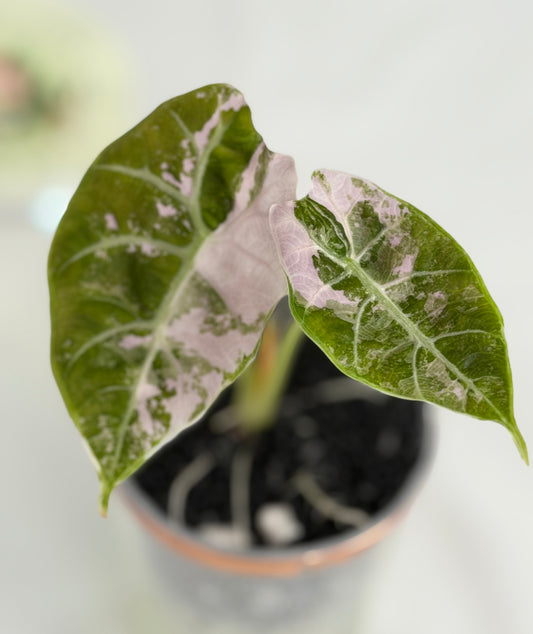 Alocasia Watsoniana True Pink #3