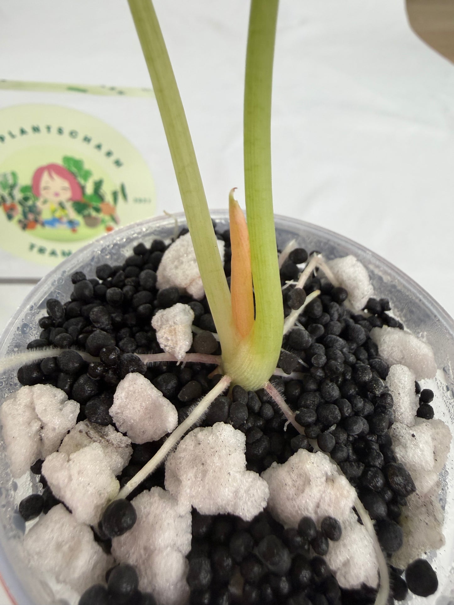 Alocasia Watsoniana True Pink #1