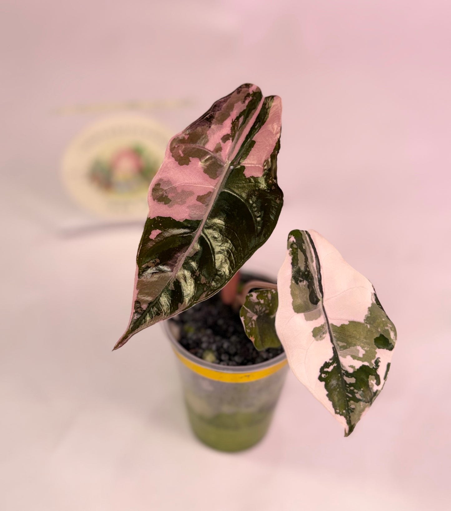 Alocasia Chantrieri Pink