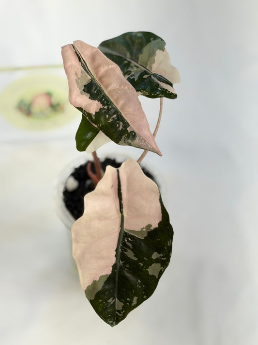 Alocasia Chantrieri Pink