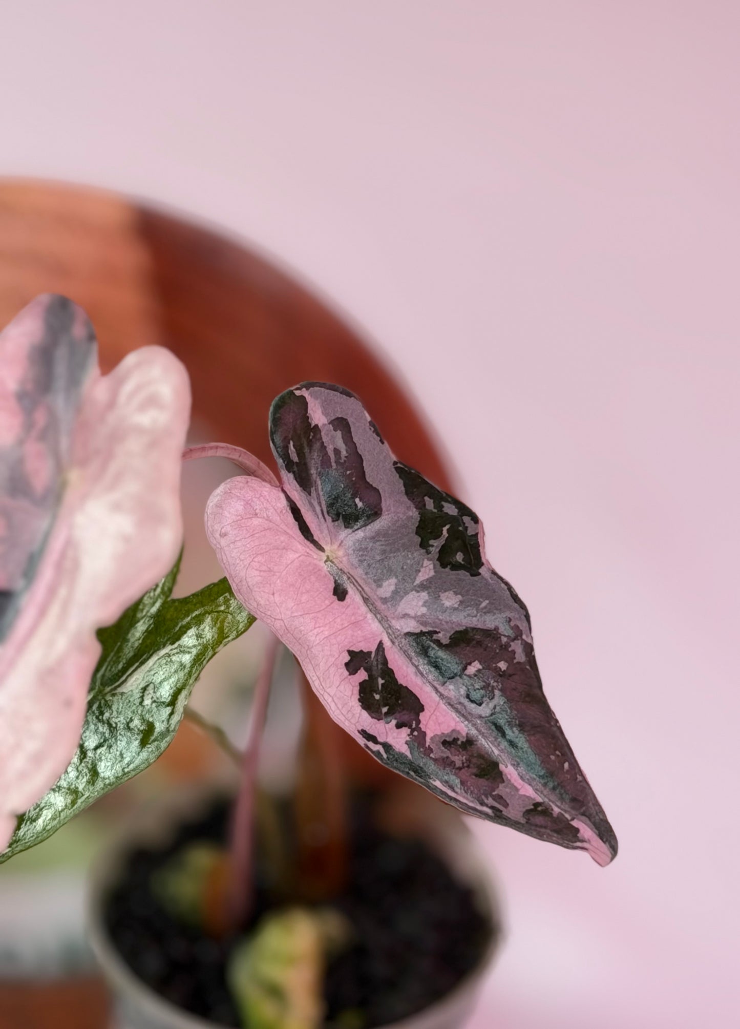 Alocasia Nobilis K - K18