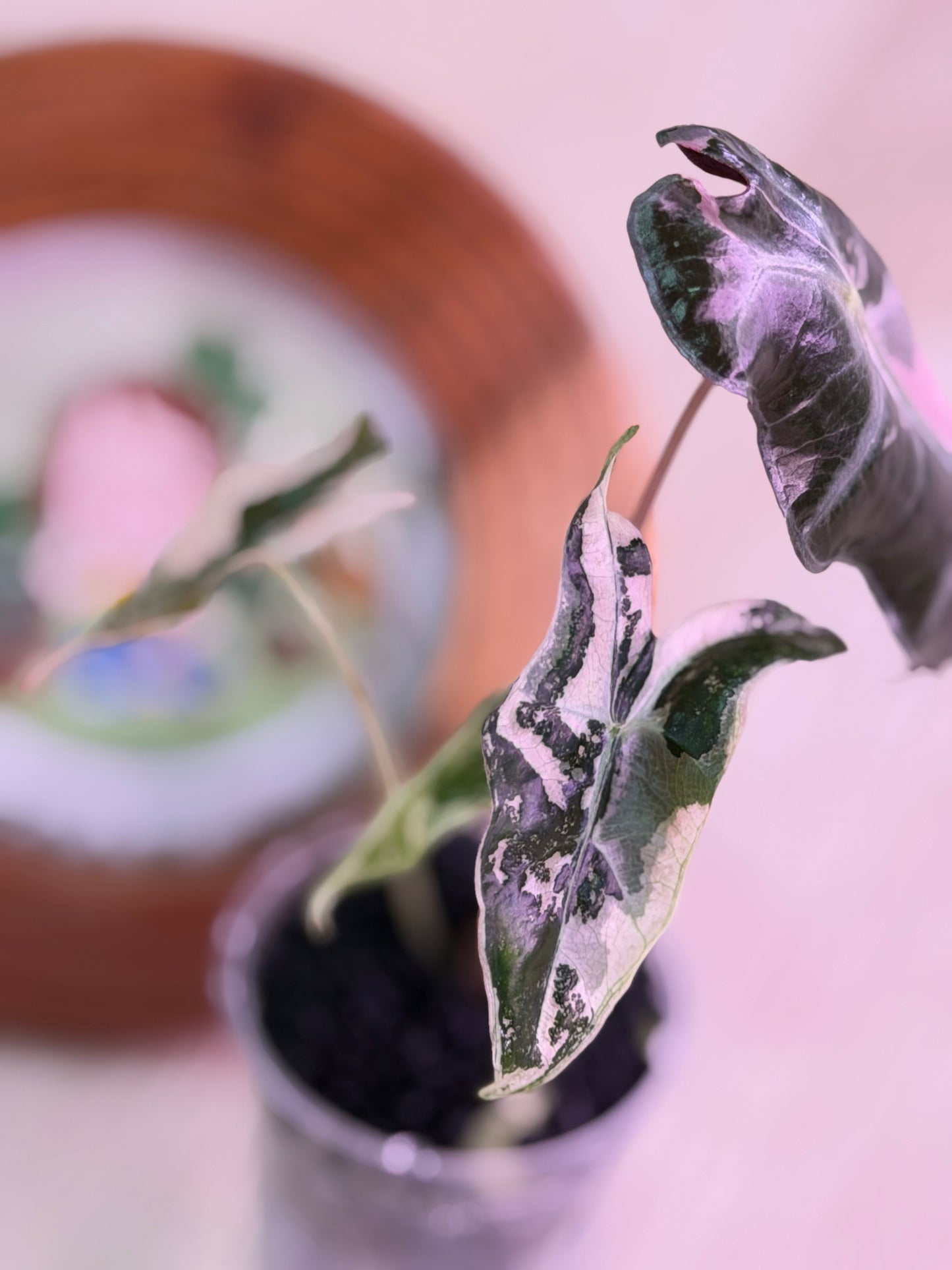 Alocasia Nobilis K Verision K1