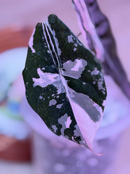Alocasia Chantrieri Pink