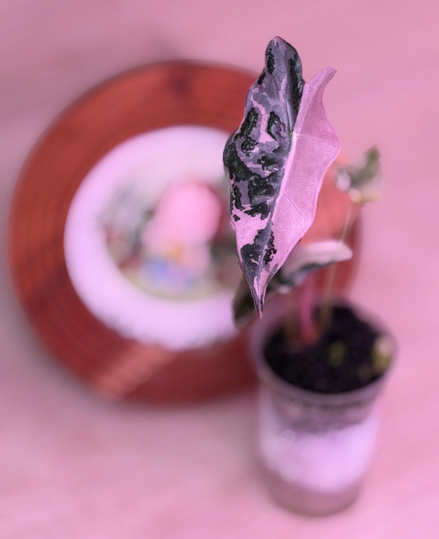 Alocasia Nobilis K Version K12