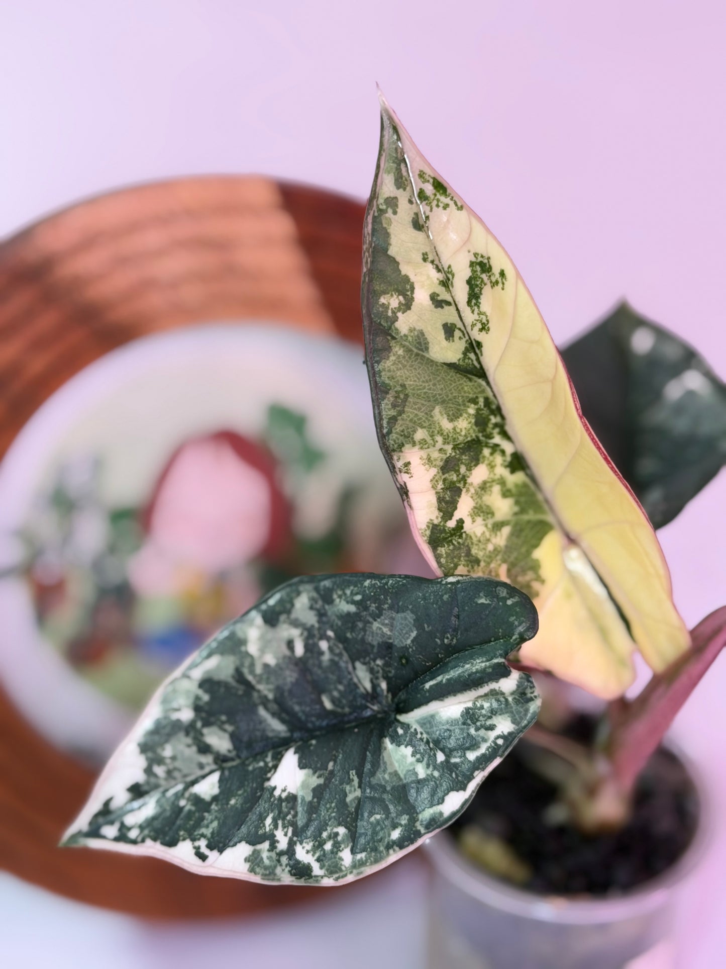 Alocasia Platinum Albo
