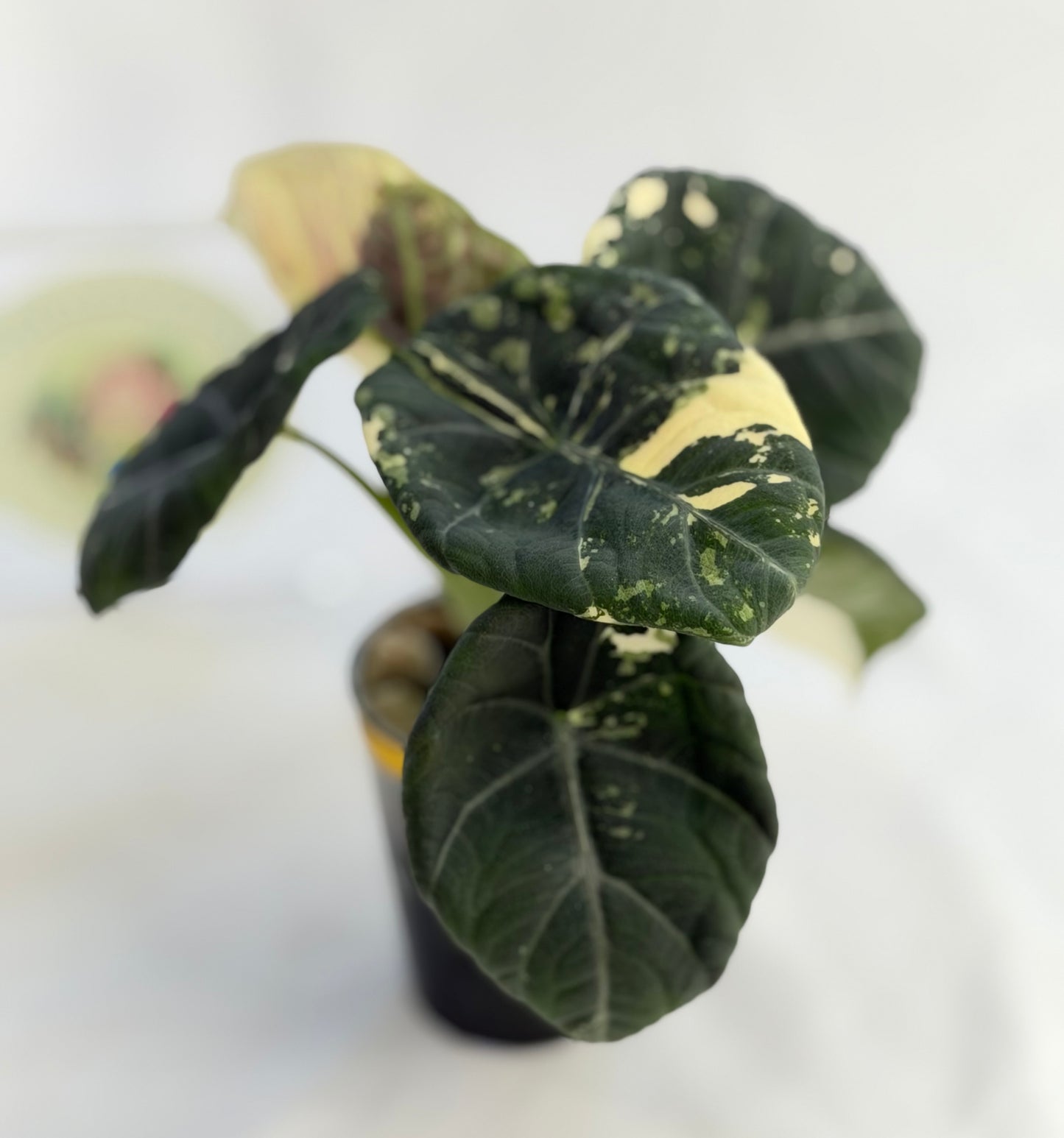 Alocasia Maharani Albo (Mother Plant)