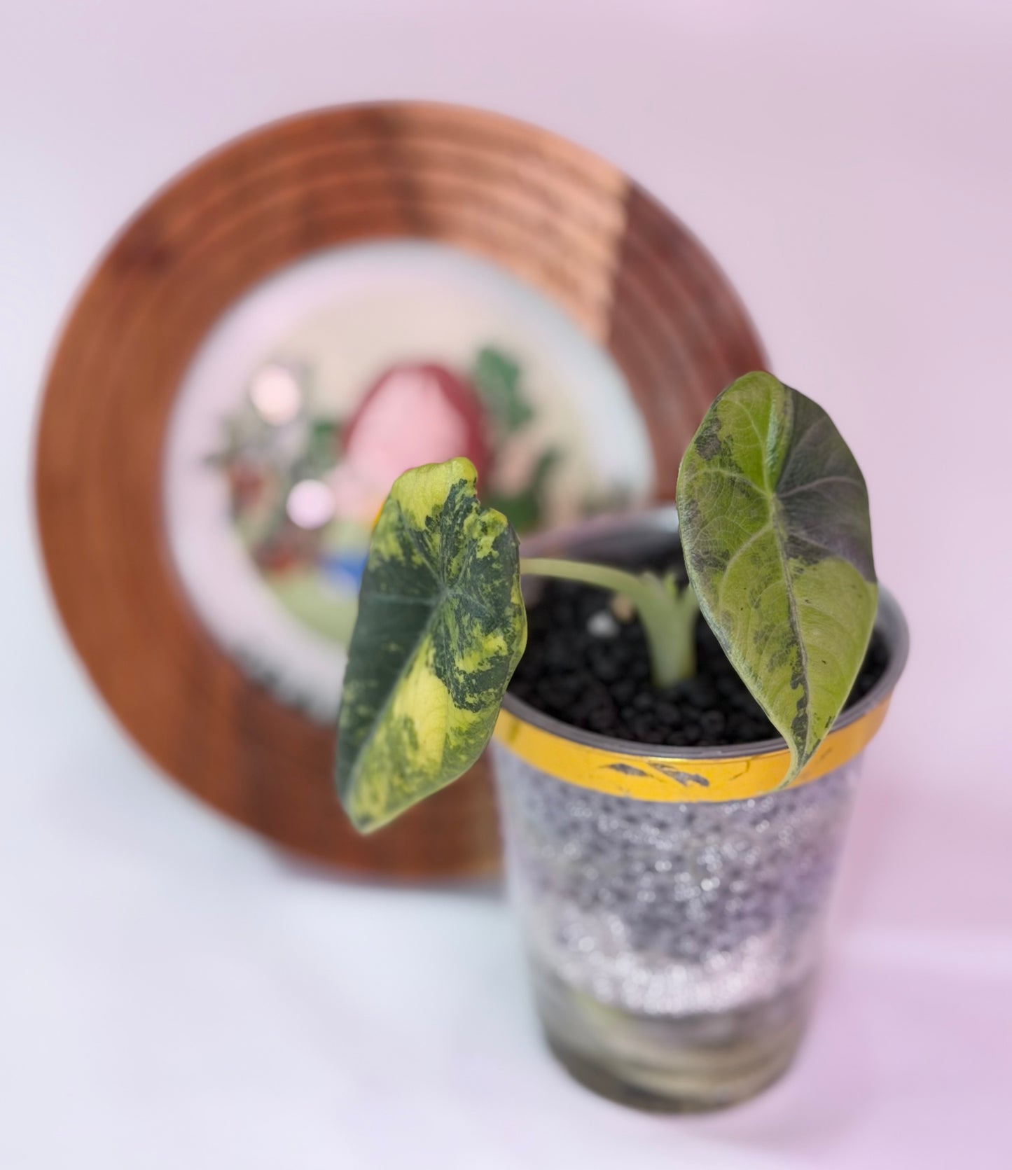 Alocasia Maharanii Golden Lime