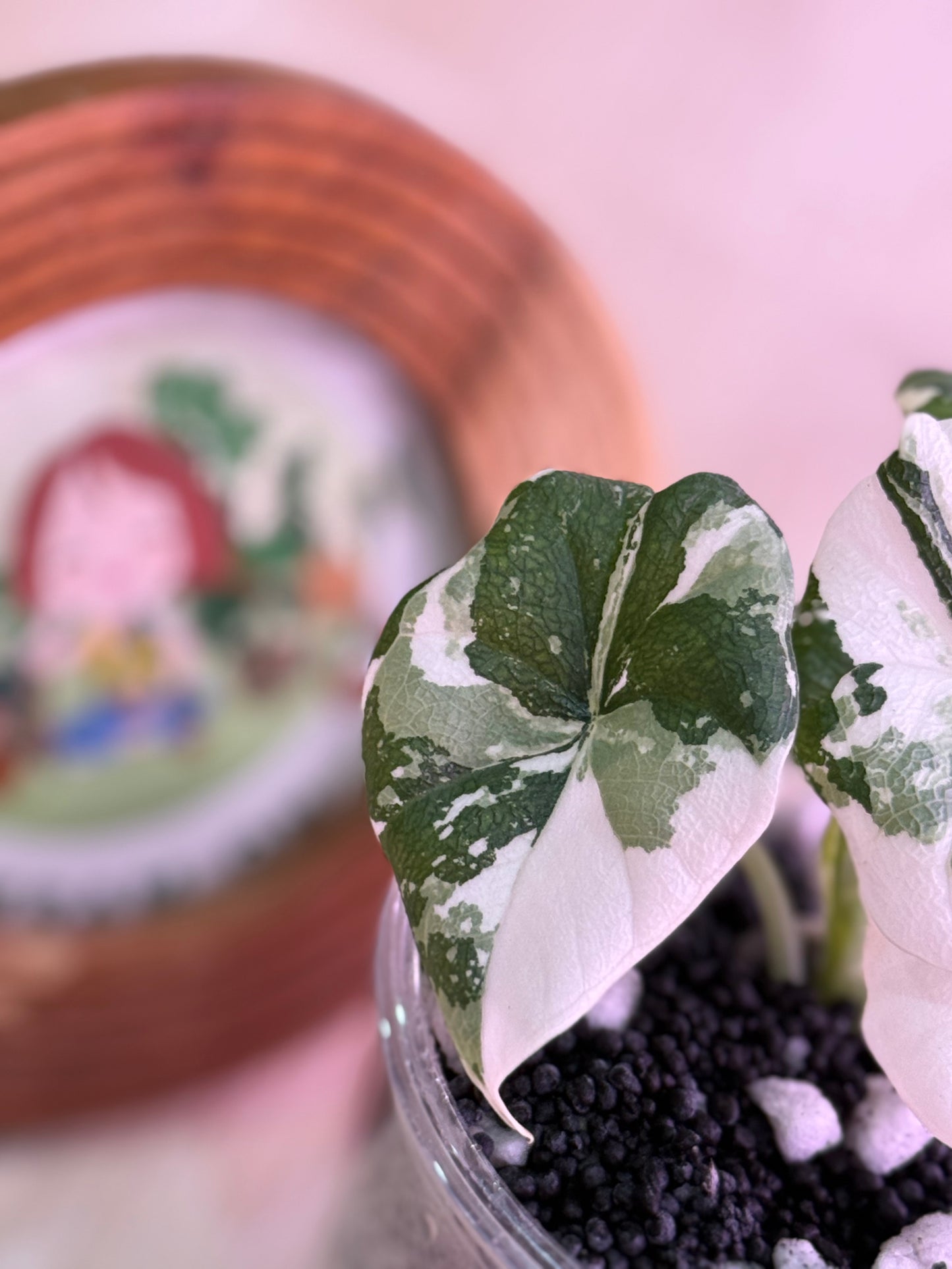 Alocasia Melo Albo Number 2