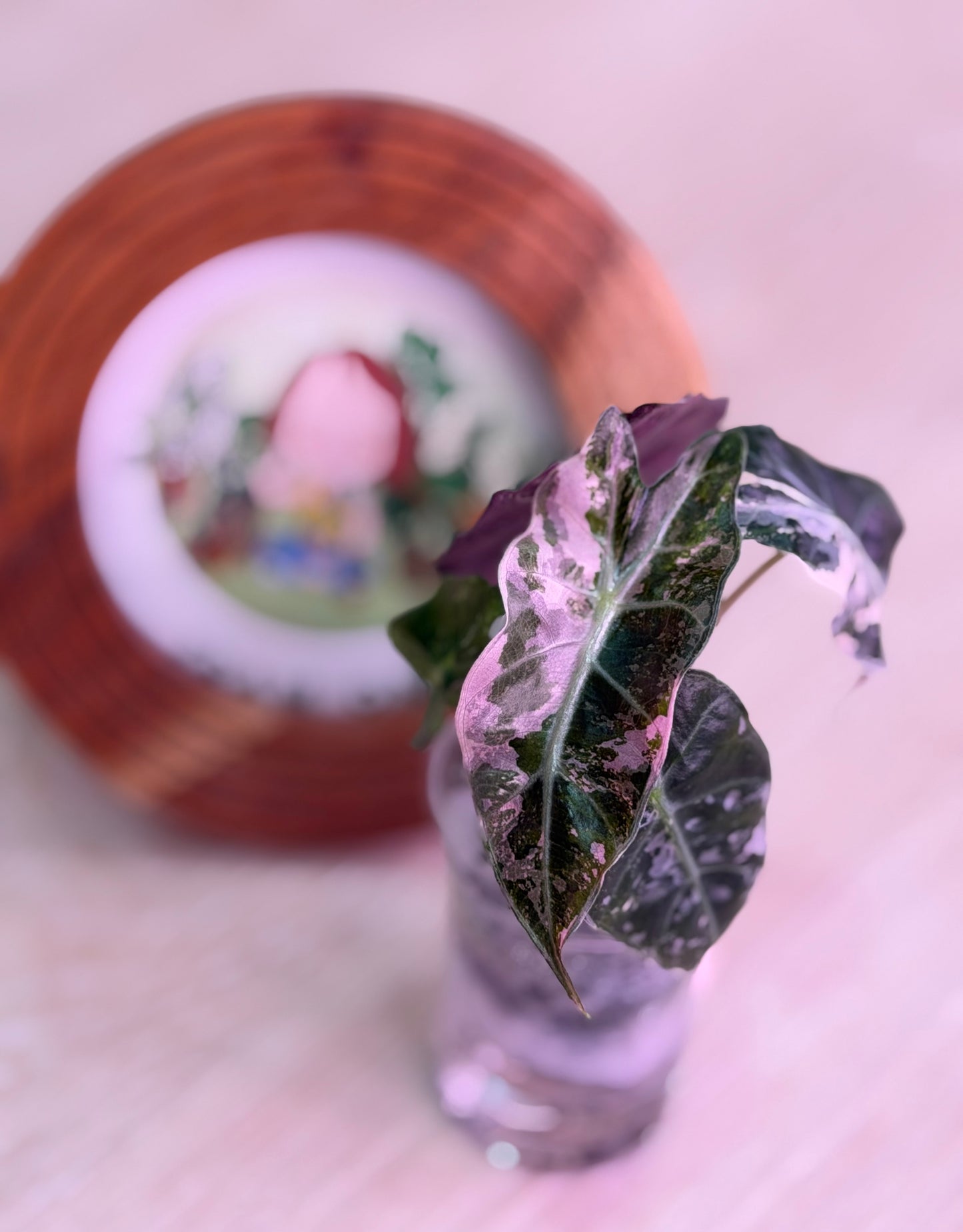 Alocasia Snow Polly (Pink Polly) Number 3