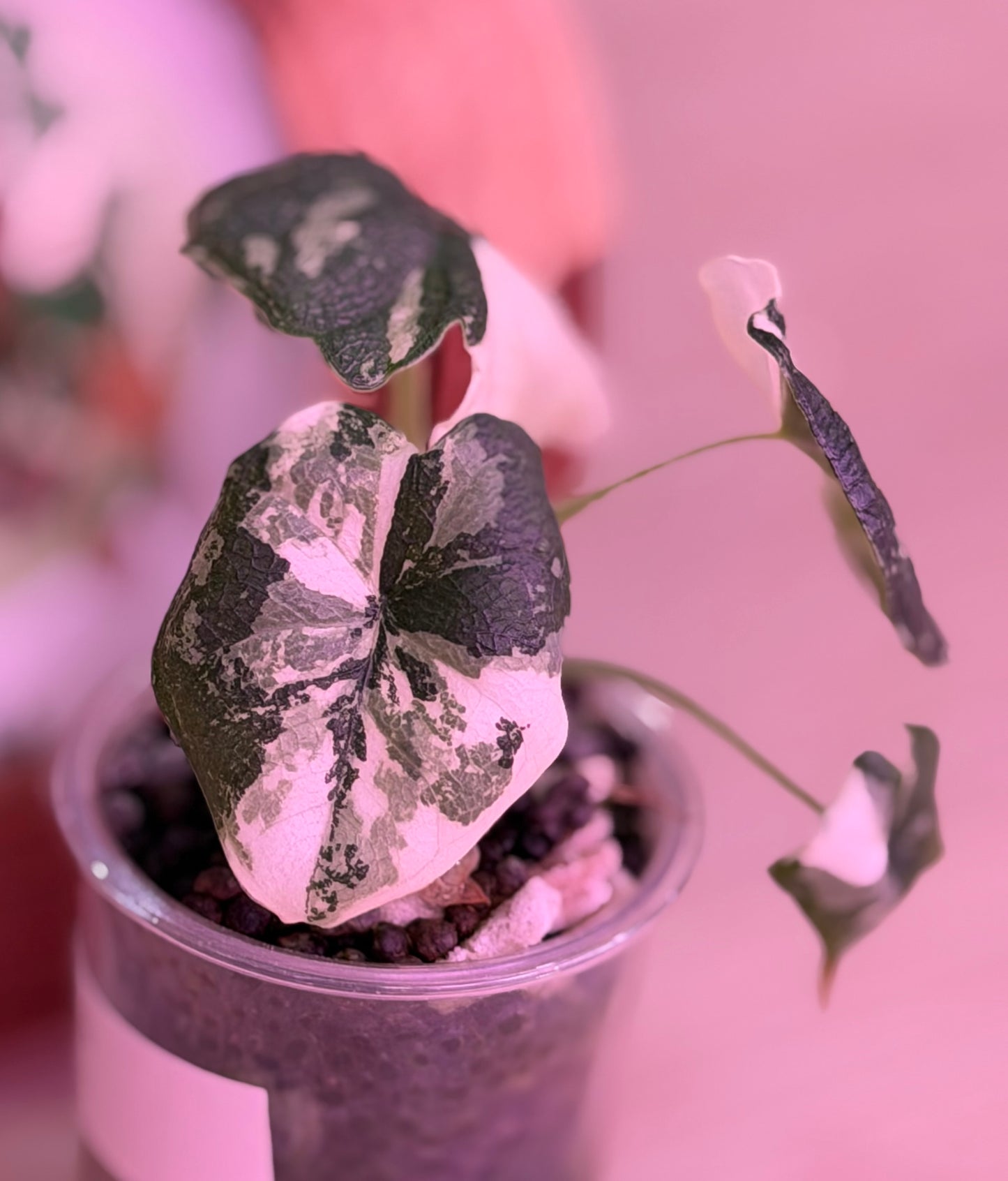 Alocasia Melo Albo N5