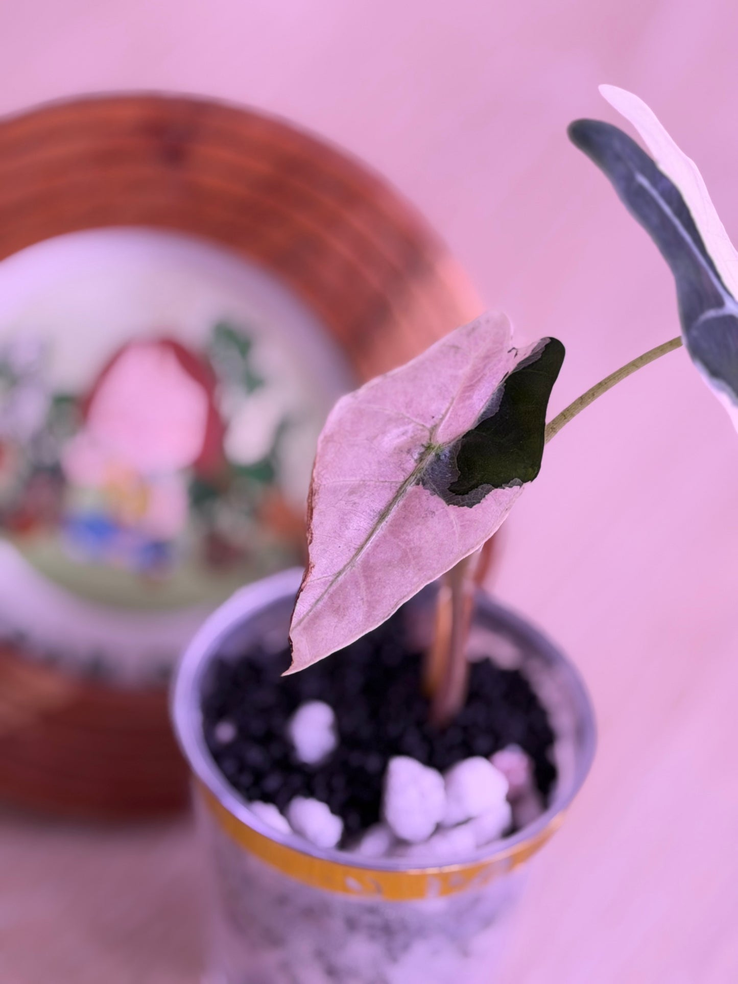 Alocasia Sanderiana Bull Pink